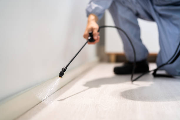Licensed Wasp Removal service in Bay City, TX - Show Me Pest Control