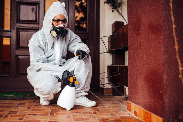 Reliable Wasp Removal contractor in Bay City, TX by Show Me Pest Control
